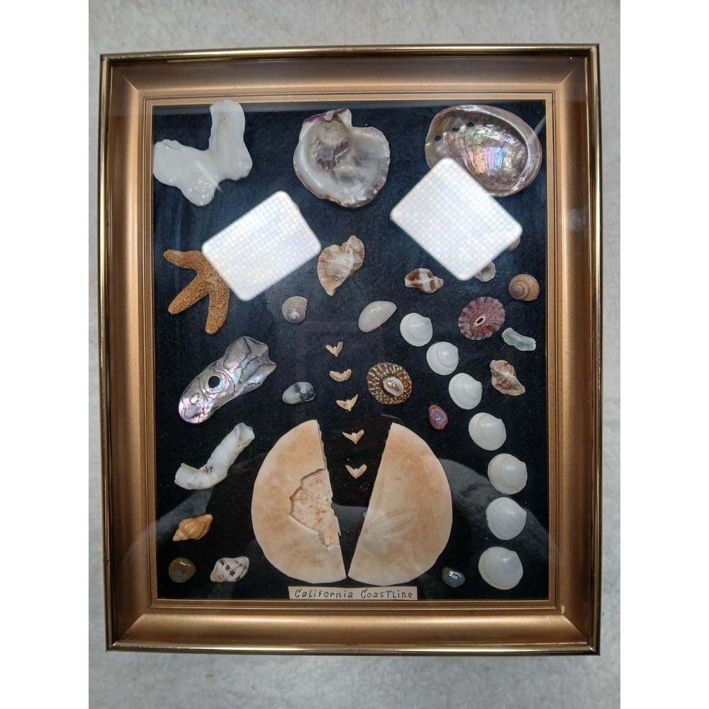 Vintage 1970 California Coast Shell  Shadow Box Frame 8"×10"